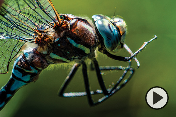 Closeup of a colorful dragonfly.