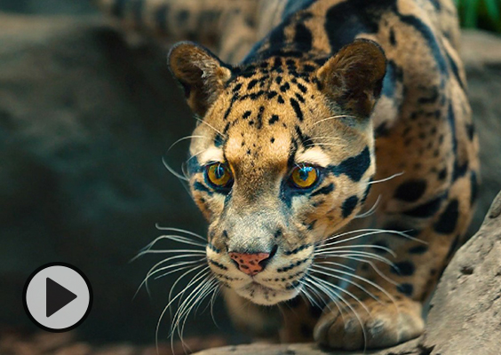 Photo of a clouded snow leopard is by Nate Edwards/BYU Photo. Courtesy Loveland Living Planet Aquarium.