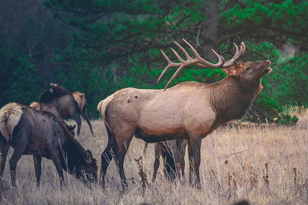 A male elk bugles from a grassy meadow.