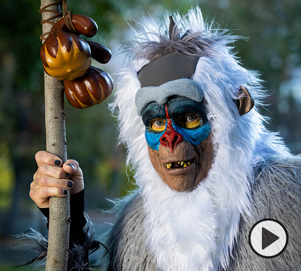 Tom Holmoe is transformed into Rafiki from the Lion King. Here he holds a staff andstares down the camera.