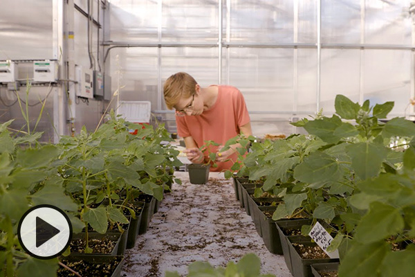 A BYU student looks down at a quinoa plant in a greenhouse..
