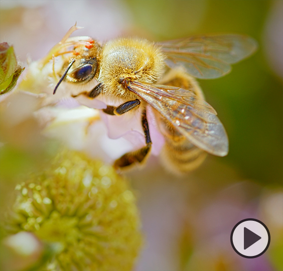 A beautiful honeybee collects nectar and pollen from a glowing yellow blossom.