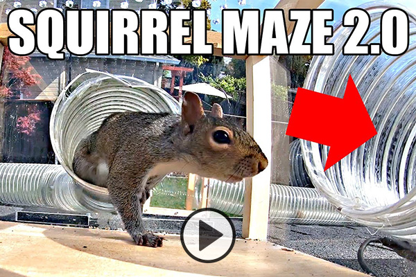 A squirrel take a right turn into a tunnel maze as directed by a big red arrow. The text Squirrel Maze 2.0 accompanies the photo.