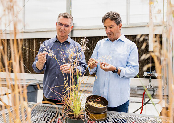 Professors Jeff Maughan and Rick Jellen inspect oat plans in a greenhouse on BYU's campus in early June 2022. They worked with a group of researches to sequence the genome of the oat. Photo by BYU Photo.