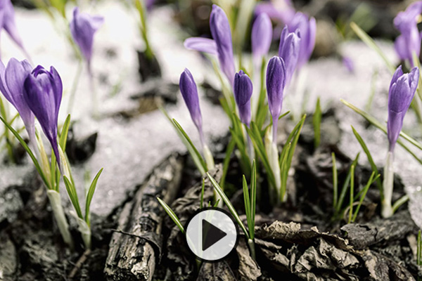 Lavendar crocus bulbs emerge from the soil and melting snow and begin to bloom.