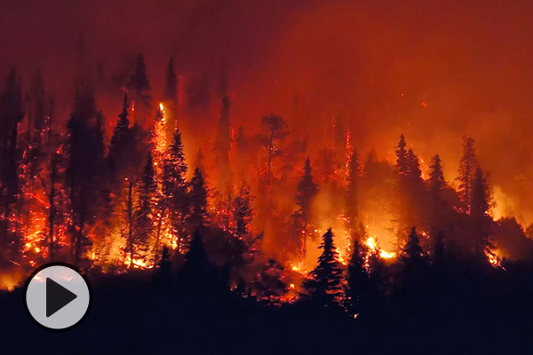 A pine forest burns red and white-hot.