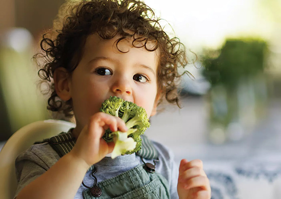 A cheeky toddler with curly brown hair sits in his high chair and bites into a green stalk of broccoli. Photo by Bradley Slade.