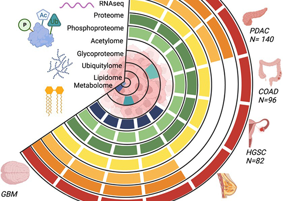 This graphical abstract image from the Cancer Cell paper shows tumor types and data types of the CPTAC pan-cancer dataset. Photo by Cancer Cell.